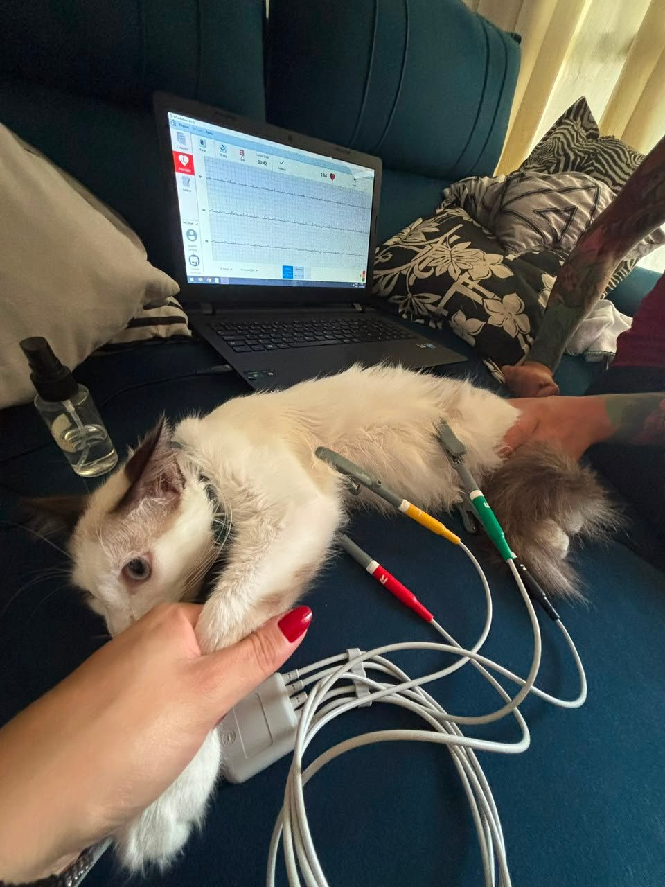 Pet saudável e bem cuidado
