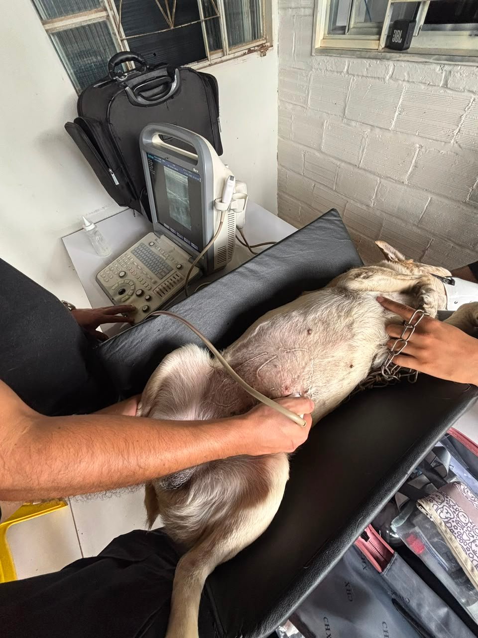 Veterinária em atendimento domiciliar